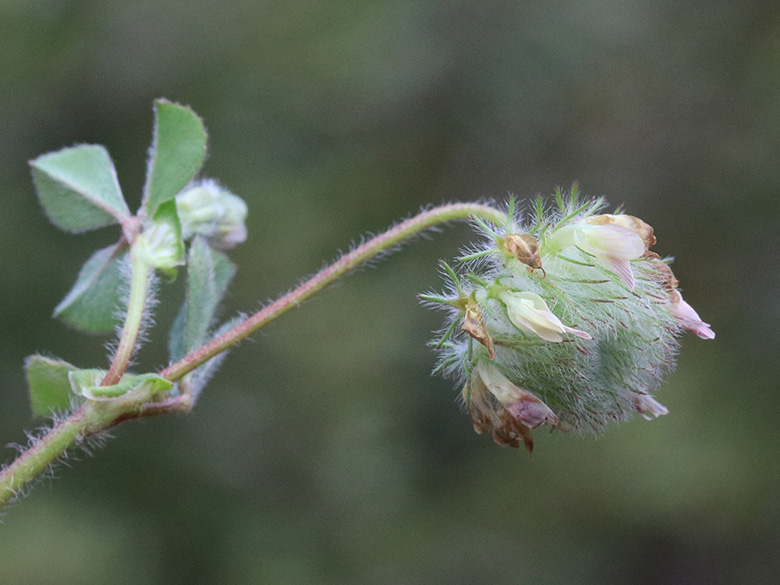 Trifolium globosum