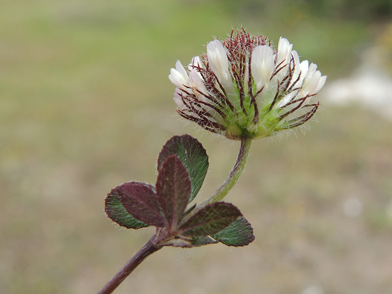 Trifolium lappaceum