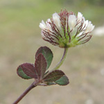 Trifolium lappaceum