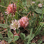 Trifolium fragiferum