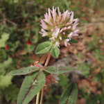 Trifolium fragiferum
