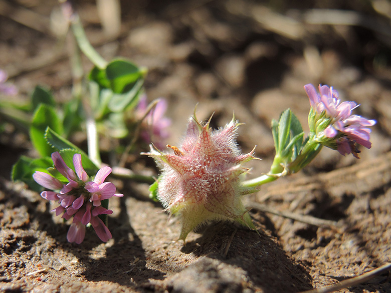 Trifolium resupinatum
