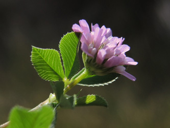 Trifolium resupinatum