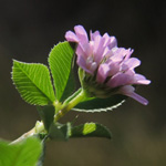 Trifolium resupinatum