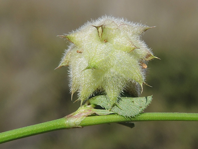 Trifolium resupinatum