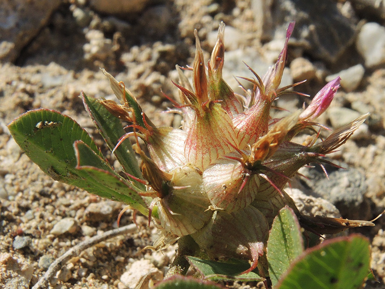 Trifolium spumosum