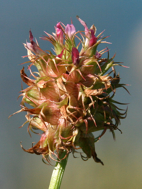 Trifolium spumosum