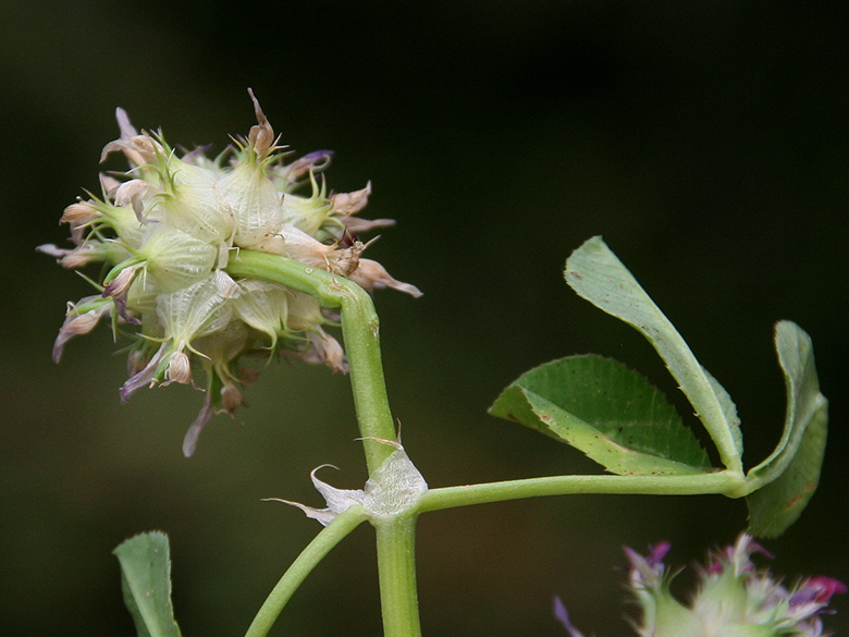 Trifolium spumosum