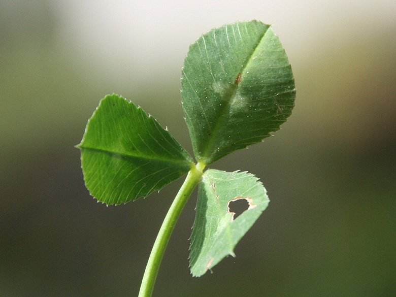 Trifolium spumosum