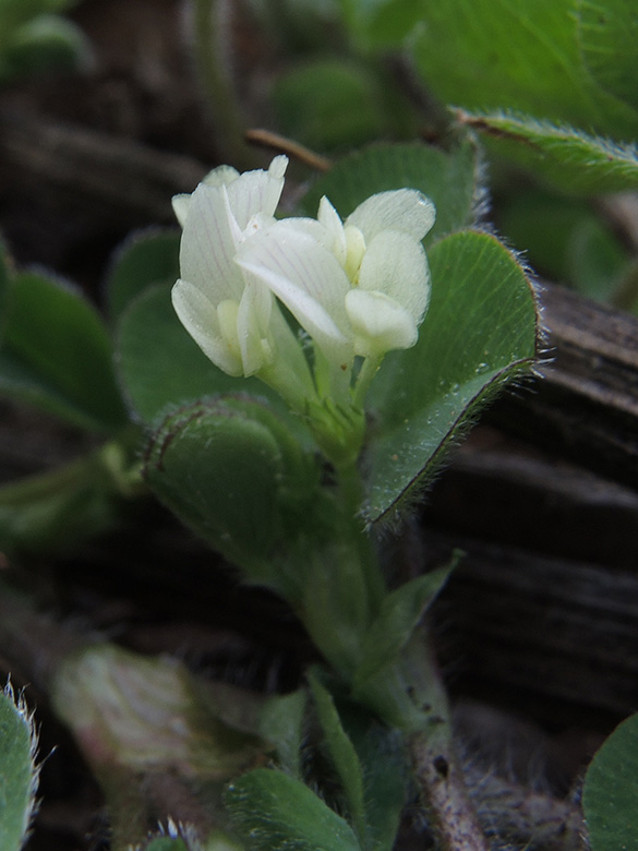 Trifolium subterraneum