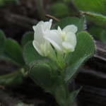 Trifolium subterraneum