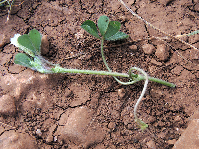 Trifolium subterraneum