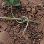 Trifolium subterraneum