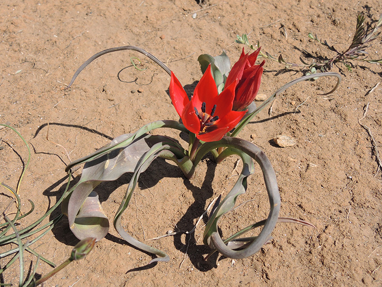 Tulipa goulimyi
