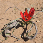 Tulipa goulimyi