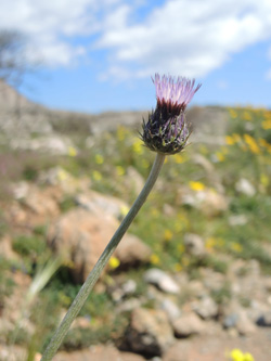 Tyrimnus leucographus