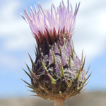 Tyrimnus leucographus