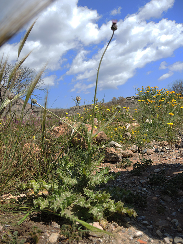 Tyrimnus leucographus