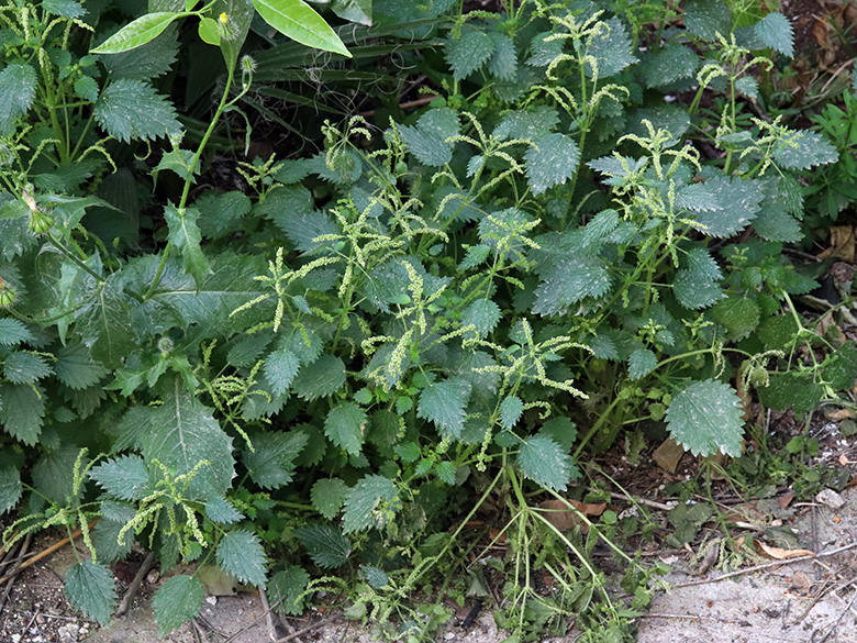 Urtica membranacea