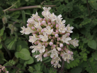 Valeriana tuberosa
