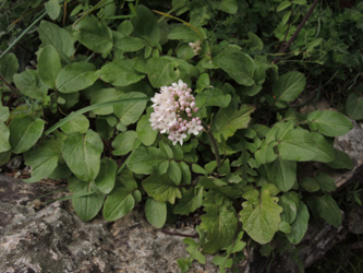 Valeriana tuberosa