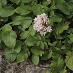 Valeriana tuberosa
