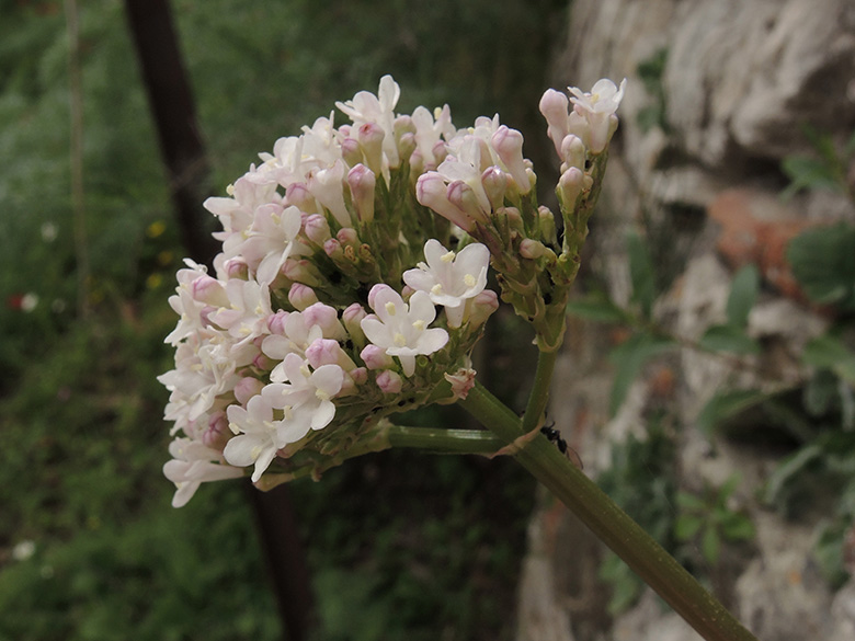 Valeriana tuberosa