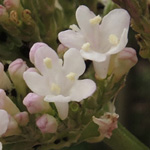 Valeriana tuberosa