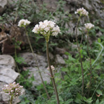Valeriana tuberosa
