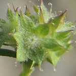 Valerianella discoidea