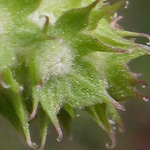 Valerianella discoidea