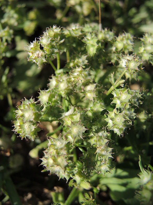 Valerianella dioscoidea