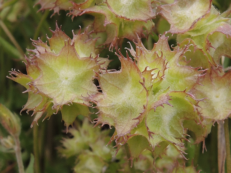 Valerianella obtusiloba