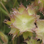 Valerianella obtusiloba