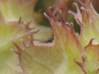 Valerianella obtusiloba