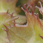 Valerianella obtusiloba