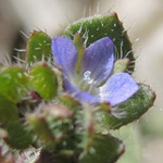 Veronica triloba