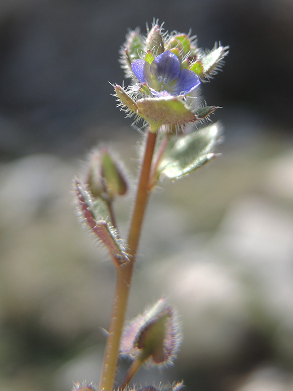Veronica triloba