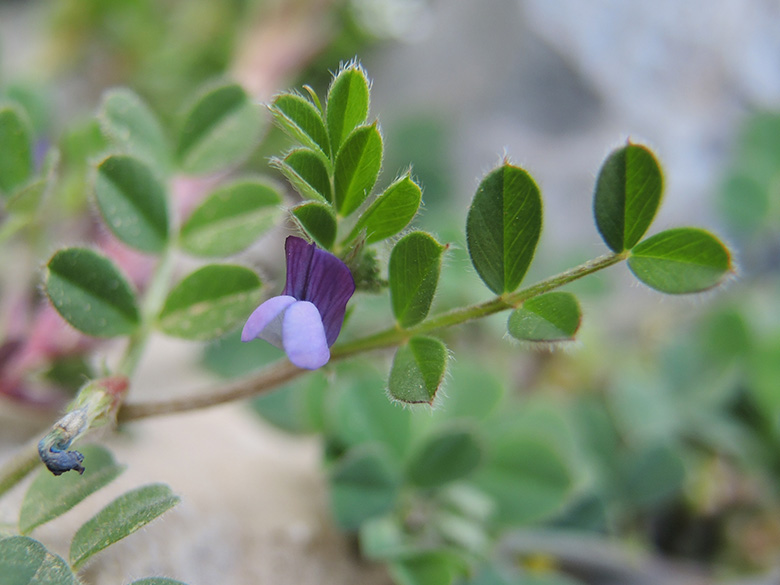 Vicia lathyroides