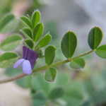Vicia lathyroides