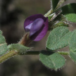 Vicia lathyroides
