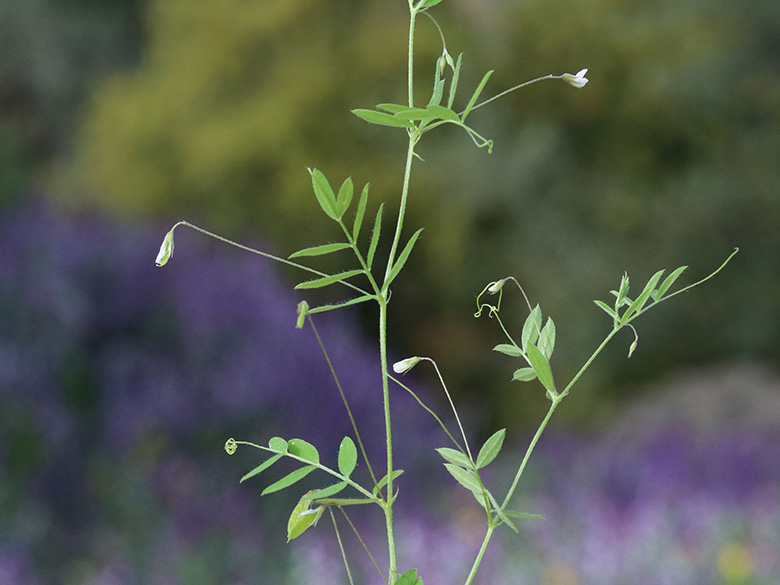 Vicia pubescens