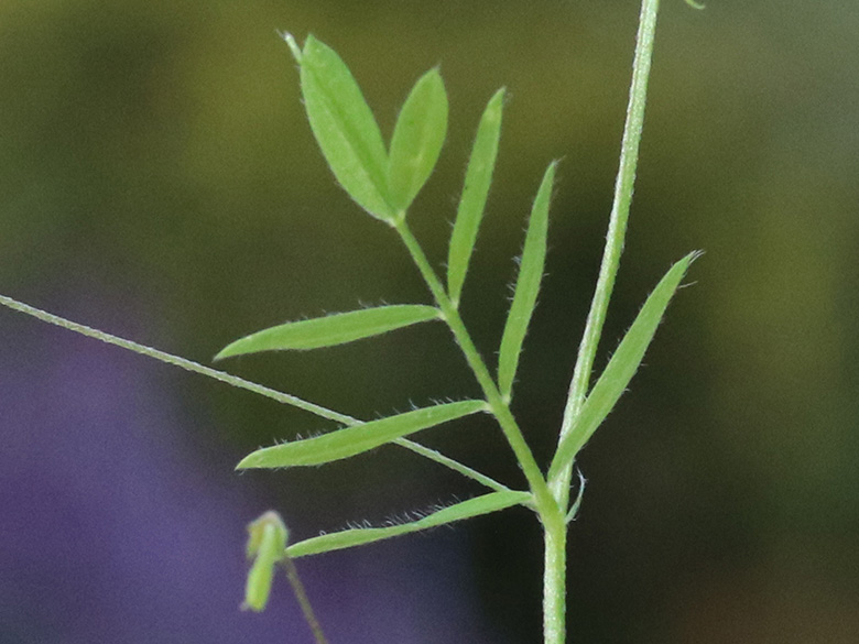 Vicia pubescens