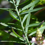 Linaria purpurea - Purpur-Leinkraut