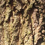Fraxinus angustifolia - Schmalblättrige Esche