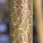 Corylus avellana - Haselstrauch