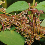 Cuscuta lupuliformis - Nordamerikanische Seide
