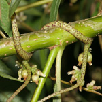Cuscuta lupuliformis - Nordamerikanische Seide