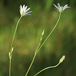 Stellaria palustris - Sumpf-Sternmiere