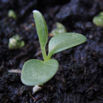Anthyllis vulneraria - Wundklee